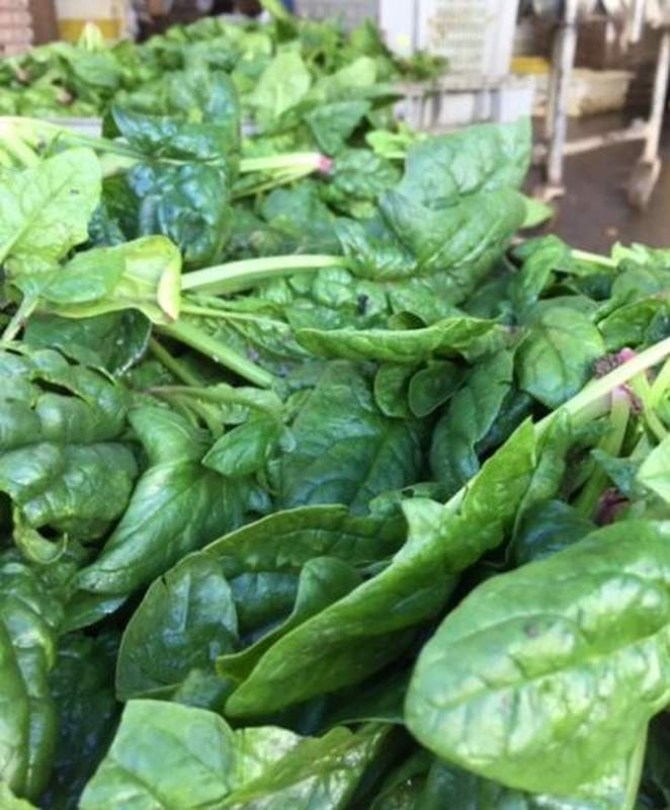 Amerikai fodroslevelű spenót - Igazi saláta különlegességek az Egzotikus Növények Stúdiója kínálatából